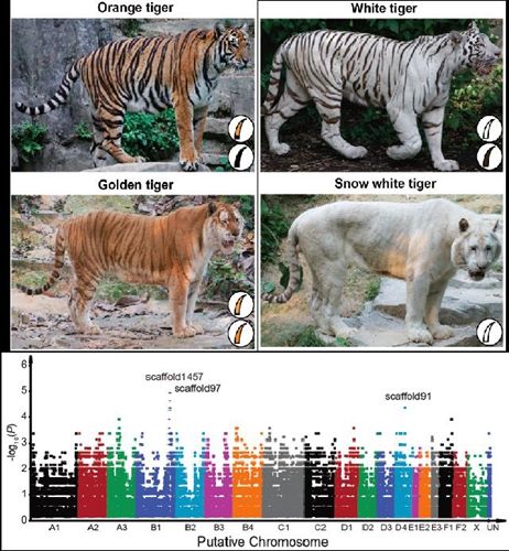 生命科学学院罗述金研究组揭示现存虎所有毛色多样性的遗传基础